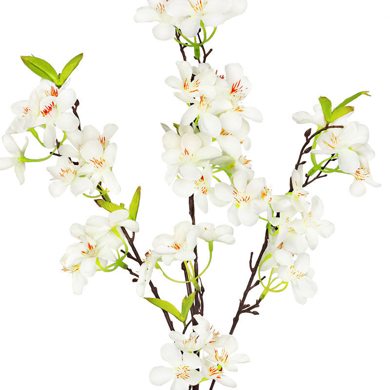 Tige de pommier, Blanc crème
