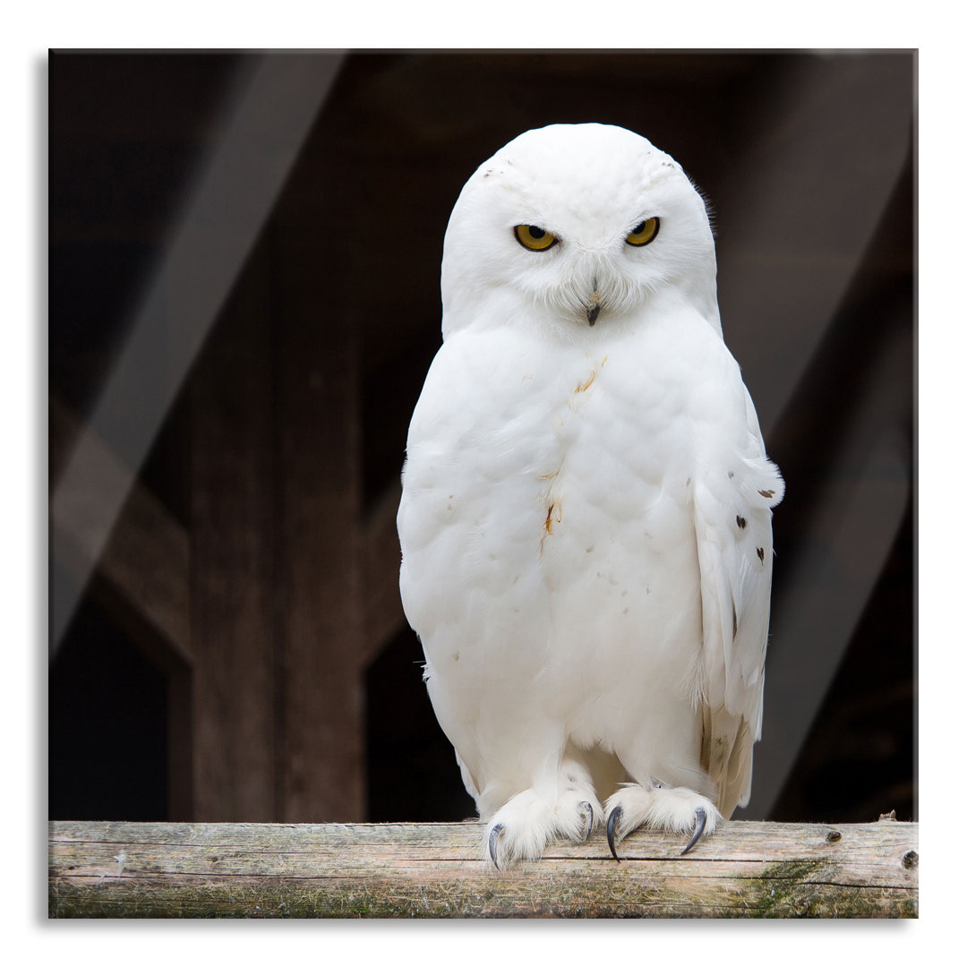 Ungerahmtes Foto auf Glas "White Snow Owl"