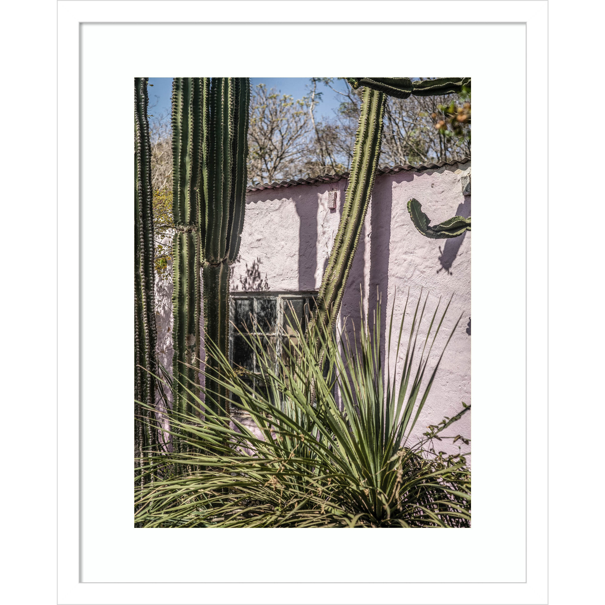 Plants On Pink by Shot by Clint Wood Framed Wall Art Print, White, 21" H x 17" W