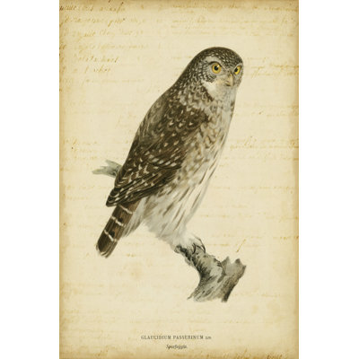 Vintage Owl - Wrapped Canvas Print