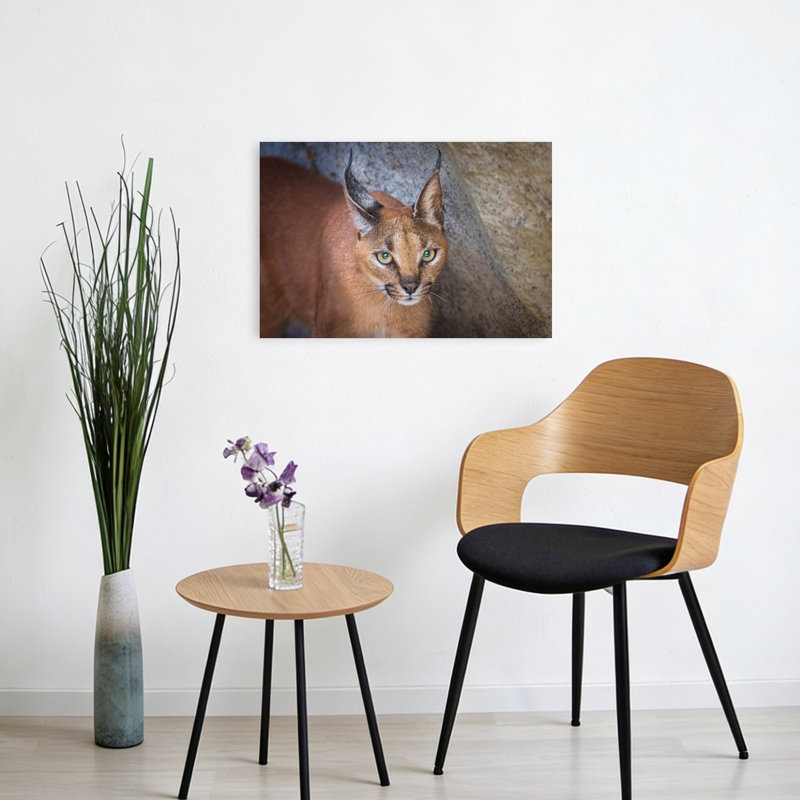 Caracal'S Watchful Gaze Contemporary Cat Wall Art Print by Jeffrey C. Sink - 1 Piece Wrapped Canvas Wall Art
