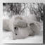 «Hudson Bay Bear», photographie-329774925-329774931