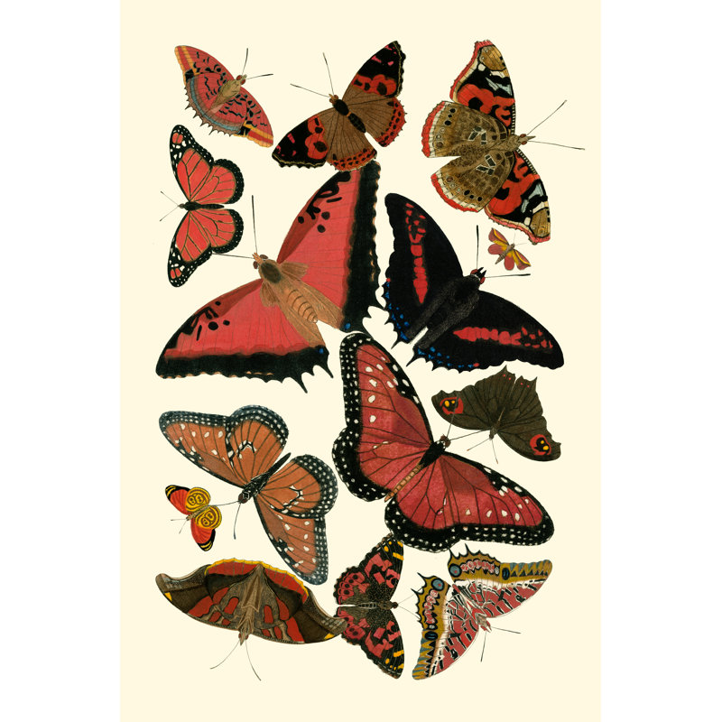 Red Butterfly Study by Vision Studio - Wrapped Canvas Print, 76cm H x 51cm W