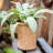 Leopoldo Handmade Pot Planter-1330052774