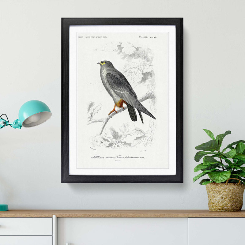 Bird Illustration PL. 25 by Charles D' Orbigny - Single Picture Frame Painting, Black Framed, 33cm H x 24cm W x 2cm D
