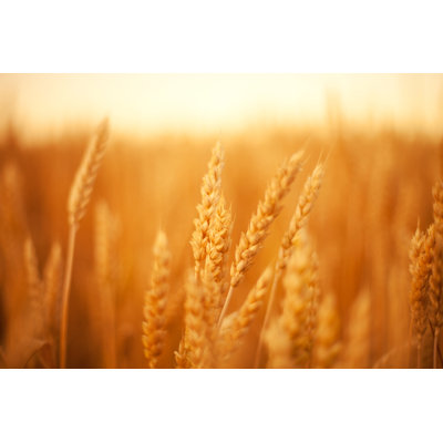 Close Up of Wheat Ears in Field by Goldfaery