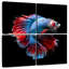 Poisson rouge Betta Brampt bleu et rouge-109038677