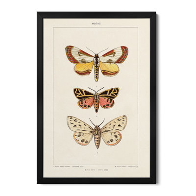 Vintage Moths II - Wall Art Print - Gallery Poster