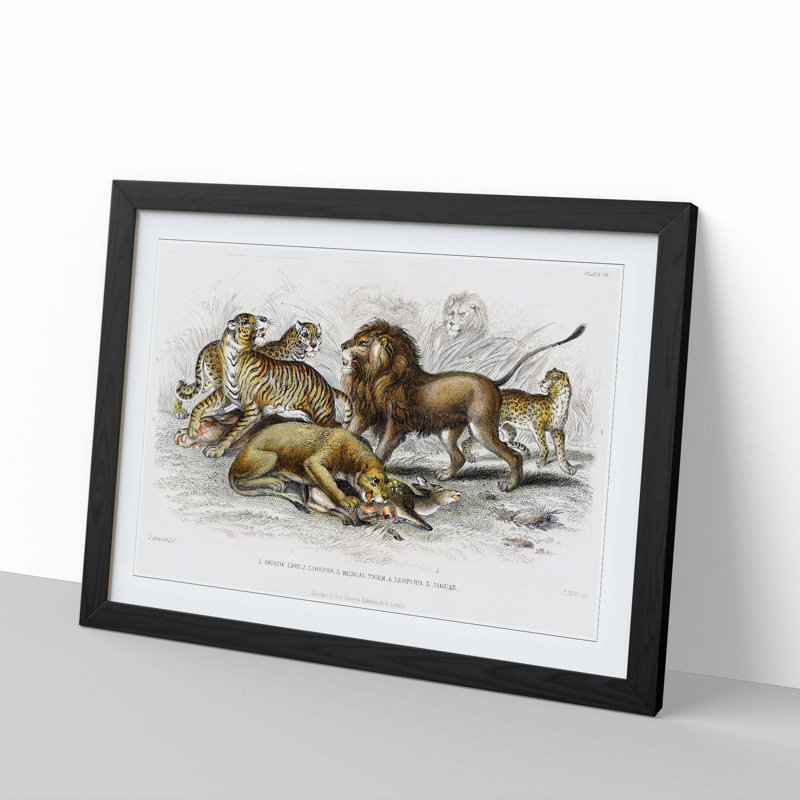 Lion, Tiger, Leopard and Jaguar by Oliver Goldsmith - Picture Frame Painting Print, 36cm H x 48cm W x 2cm D, Black Framed
