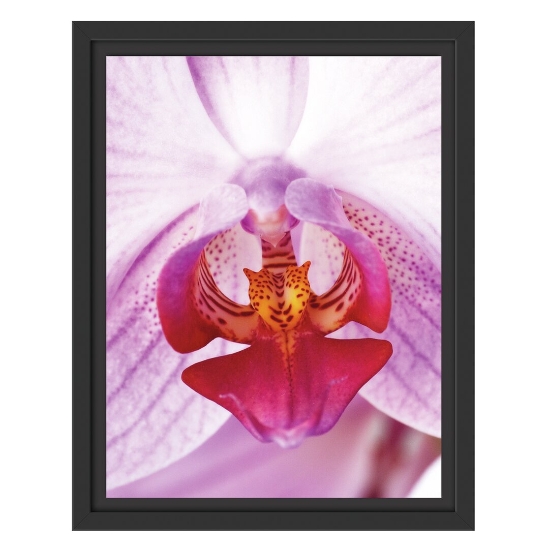 Gerahmtes Wandbild schöne Orchidee