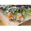 Halley Bird Plastic Garden Statue