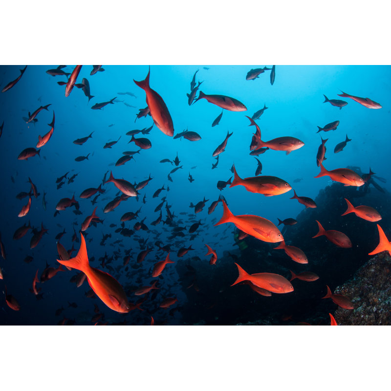 Schooling Pacific Creolefish 1 Piece Wrapped Canvas Wall Art, 61cm H x 91cm W x 3.8cm D