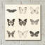 «Butterfly BW 9 Patch» par Debra Van Swearingen - impression sans cadre-1058587446