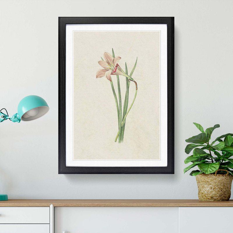 Pink Zephyr Lily Illustration - Framed Print, 36cm H x 27cm W x 2cm D, Black Framed
