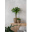 Ardell Handmade Planter-1197584814
