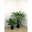 Faux calathea botanique au fini vert-1369256153
