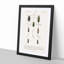 Beetle Illustration PL.4 by Charles D'Orbigny - Single Picture Frame Print-55544044-55544047