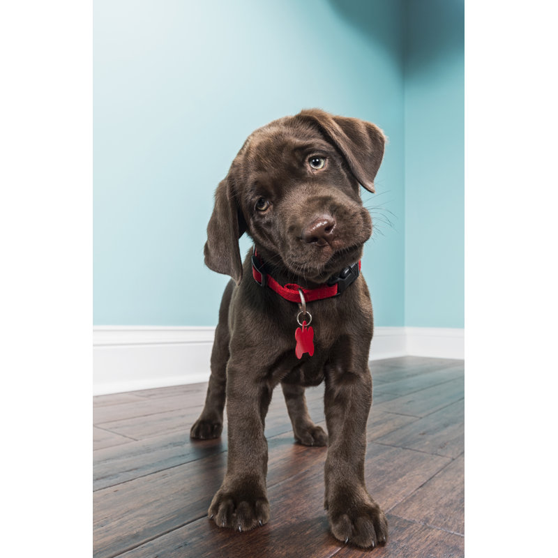A Standing Chocolate Labrador Puppy - No Frame Print on Canvas, 30cm H x 20cm W
