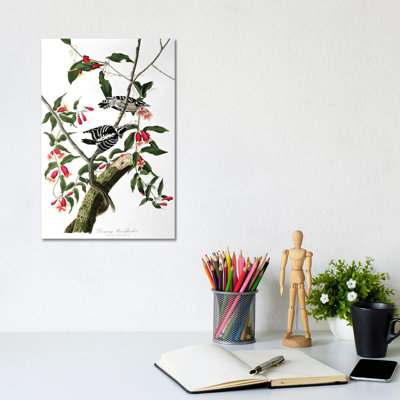 Downy Woodpecker, From 'Birds Of America', Engraved By Robert Havell by John James Audubon - Wrapped Canvas Gallery-Wrapped Canvas Giclée