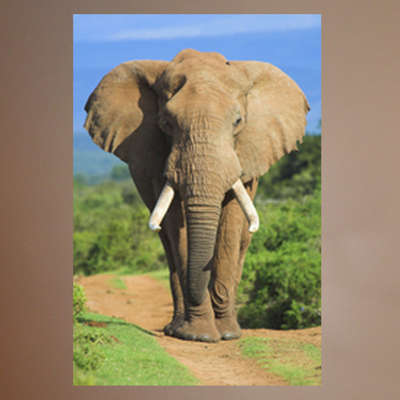 Large Brown Elephant Reusable Wall Decal