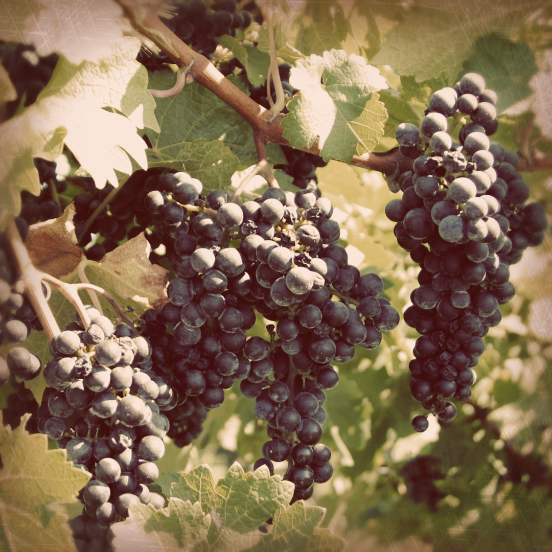 Leinwandbild Vintage Grape Vines I von Jason Johnson