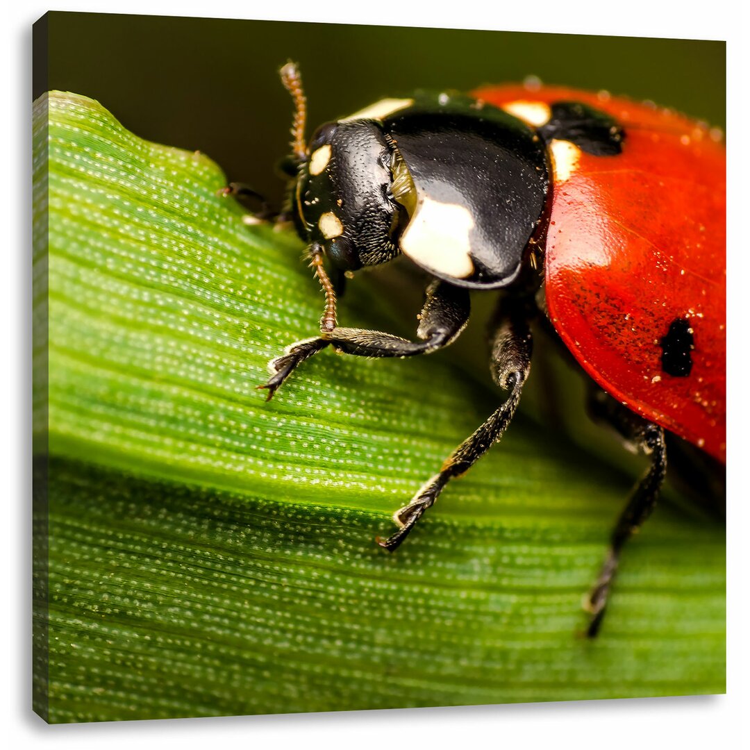 Leinwandbild Marienkäfer in Detailaufnahme