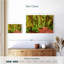 Mossy Hoh Rainforest Trees-851121330