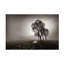 Art sur toile Arnaud MAUPETIT-120313155