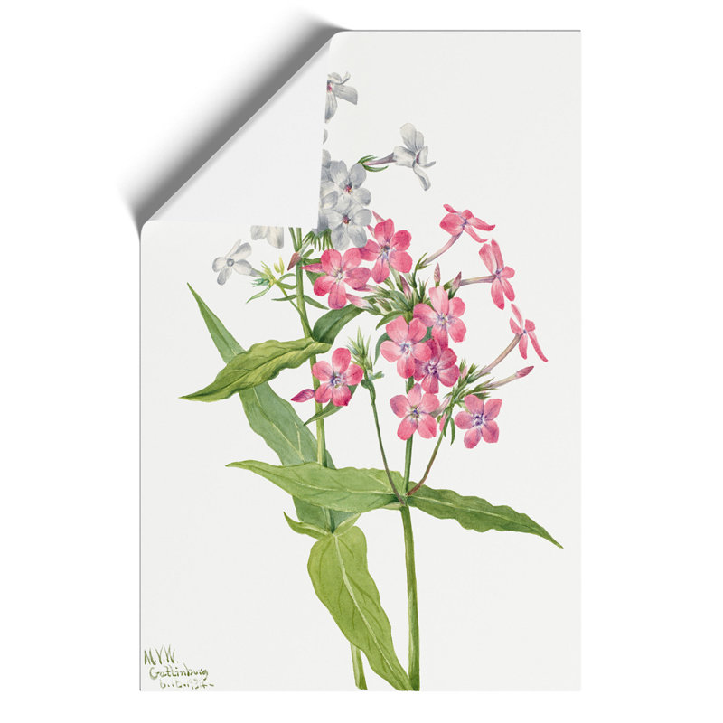 Perennial Phlox by Mary Vaux Walcott - Unframed Painting, 30cm H x 21cm W x 0.1cm D