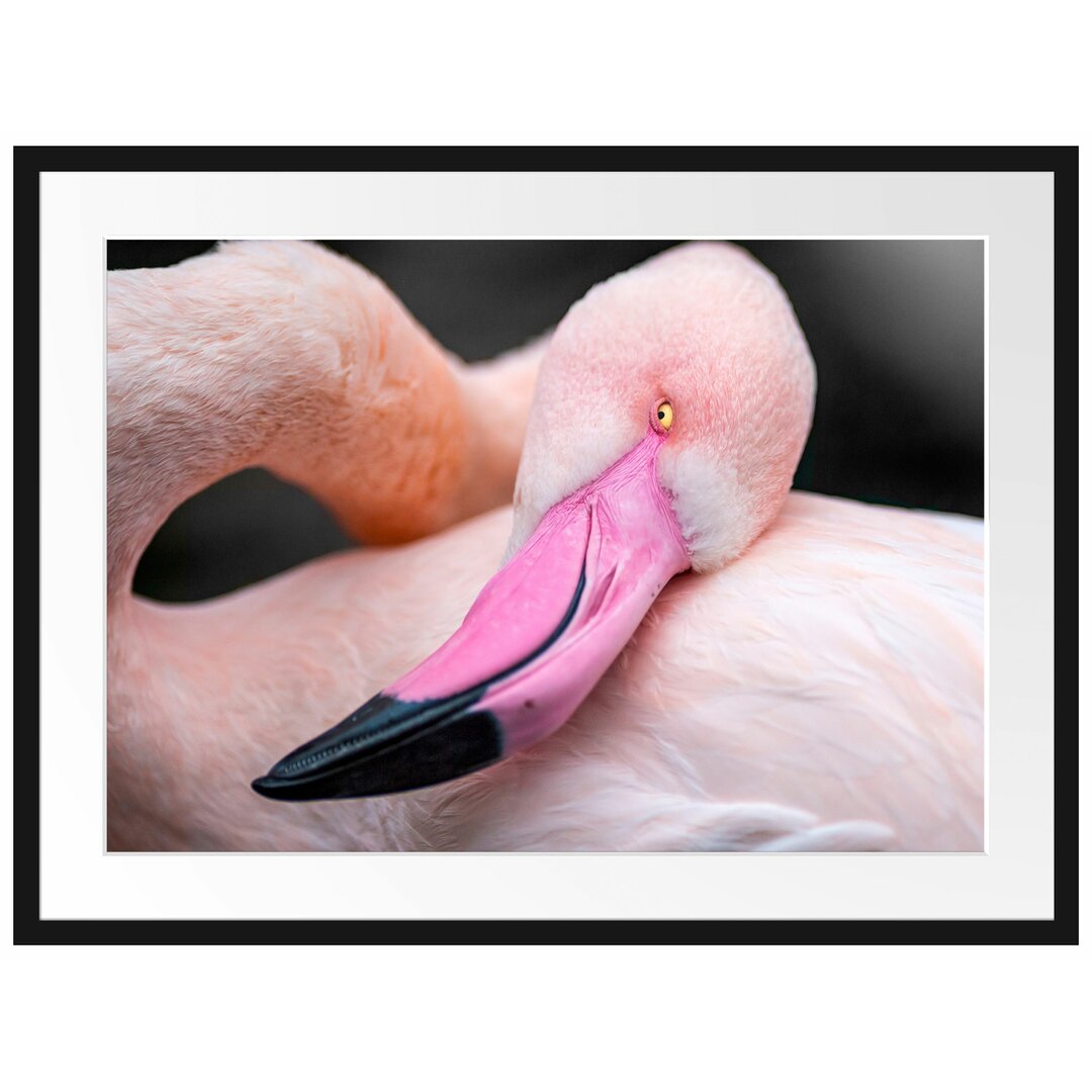 Gerahmtes Poster Eleganter Flamingo