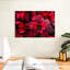 Harnek Dewy Poinsettia-108908449