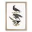 Raven, Crow and Magpie by J.E. De Kay - Framed Print-55616425-55616423