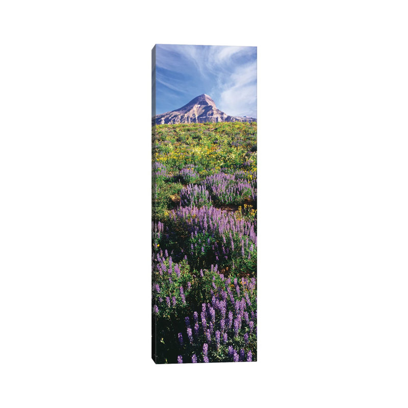 Lupine Flowers Along The Teton Crest Trail Near Fossil Mountain, Jedediah Smith Wilderness, Caribou-Targhee National Forest - Wrapped Canvas Panoramic Print