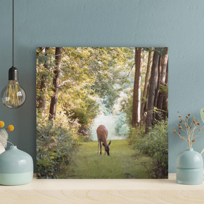 " Brown Deer On Forest "