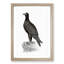 Mountain Eagle Illustration - Framed Print-55617672-55617673