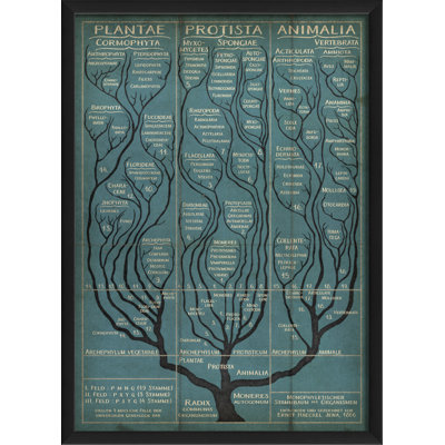 " Tree Of Life "