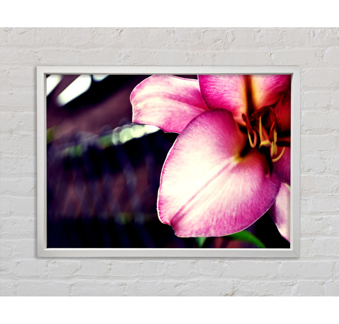 Close_Up Of A Pink Petal - Single Picture Frame Kunstdrucke auf Leinwand