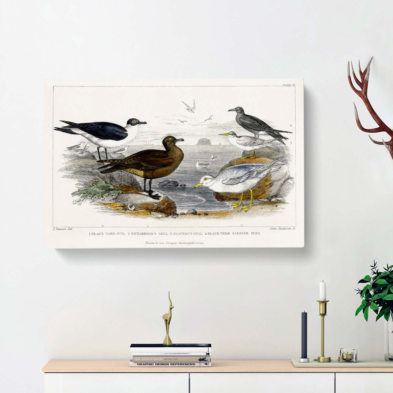 Gulls and Tern Birds by Oliver Goldsmith - Wrapped Canvas, 40cm H x 60cm W x 3cm D