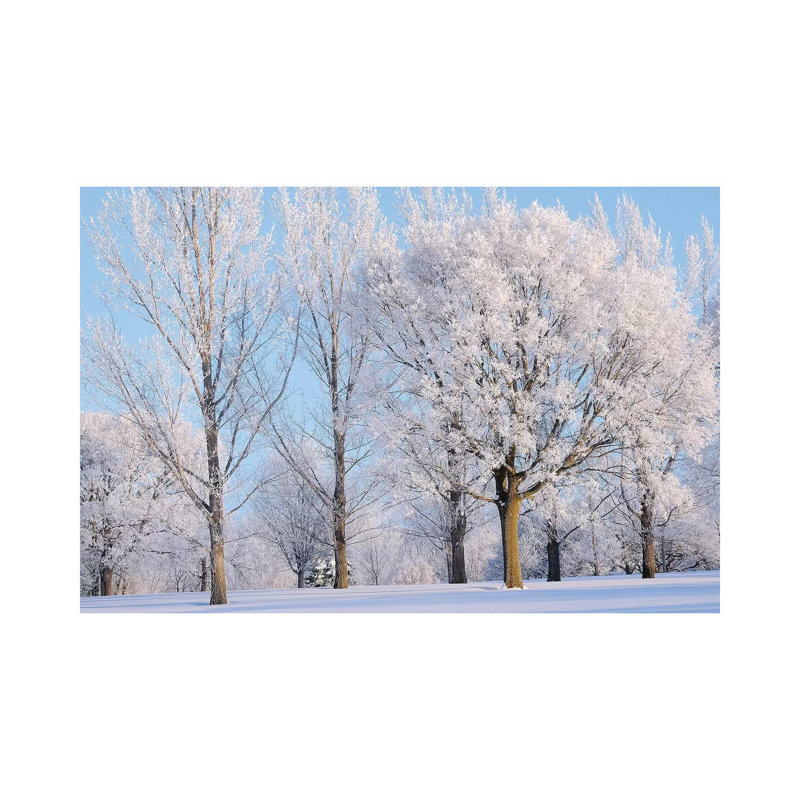 Winter Trees by Brian Wolf - Wrapped Canvas Print, 20.32cm H x 30.48cm W x 1.91cm D