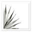 Agave II Print by Jess Engle-48615487-48615488