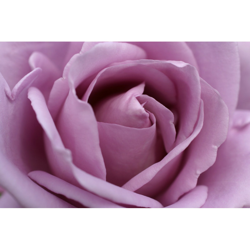 Lilac Rose Flower - Wrapped Canvas Print, 30cm H x 46cm W x 3.8cm D