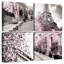 Sirci rose Paris Pop I