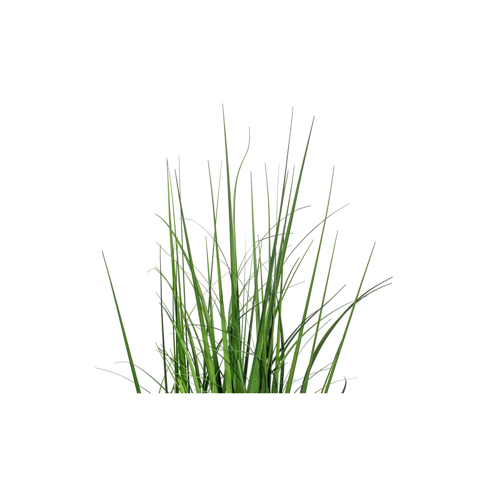 Potted Green Lemongrass., 36" H x 8" W x 8" D