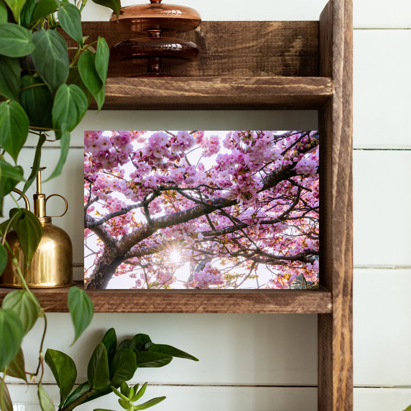 Kwanzan Cherry Tree Silhouetted Against Bright Sky by Pete Saloutos - Wrapped Canvas Print, 30.48cm H x 45.72cm W