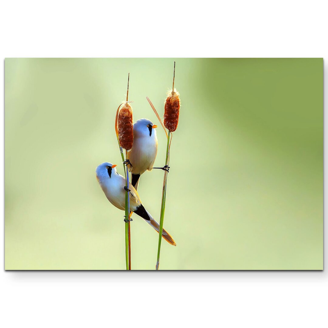 Leinwandbild Bearded Reedling