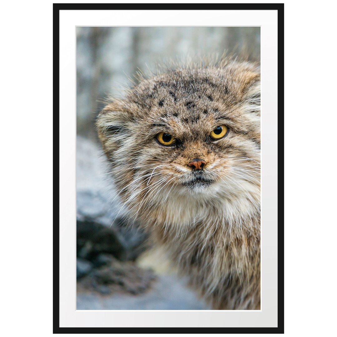 Gerahmtes Poster Wütende Manul