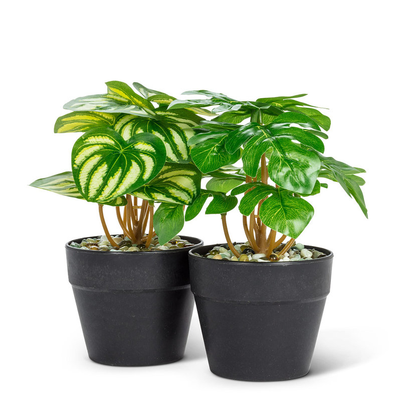 Petite plante à feuilles de pique