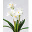 Real Touch White Narcissus 13”
