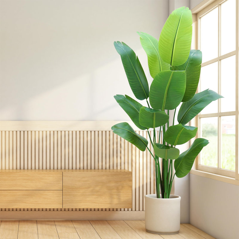210cm Plant