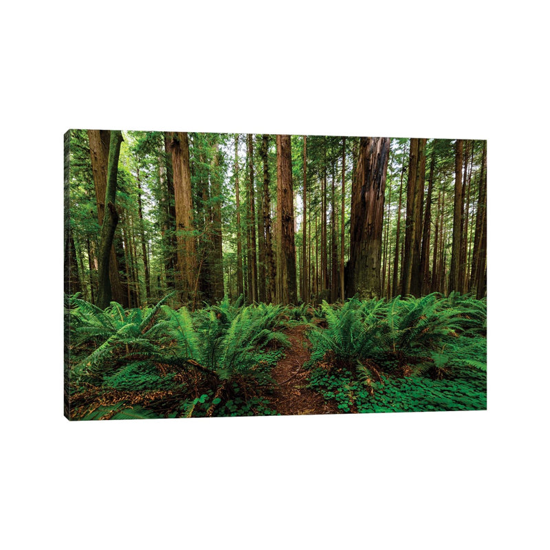 Avenue of Giants and Giant Redwood Forest Along Route 101, California, USA 1 Piece Wrapped Canvas Wall Art